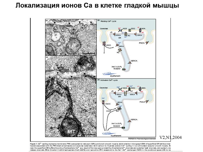 Локализация ионов Са в клетке гладкой мышцы V2,N1,2004